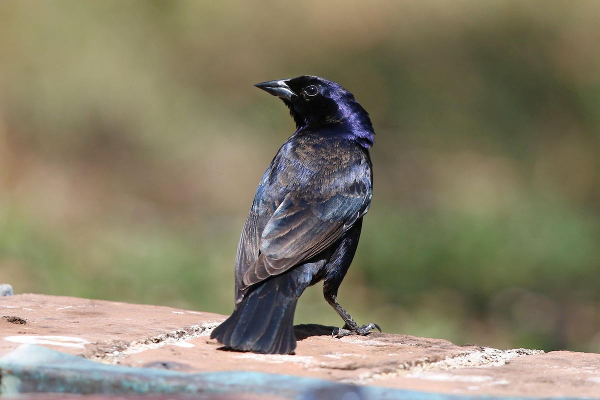 Shiny Cowbird - ML442285271