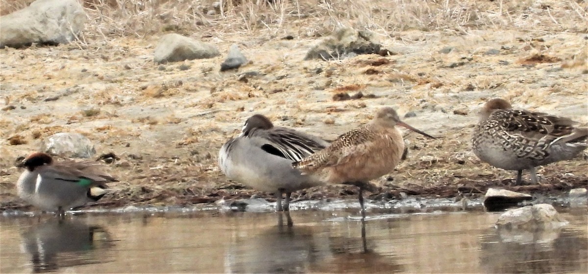 Marbled Godwit - Reba and Allan Dupilka