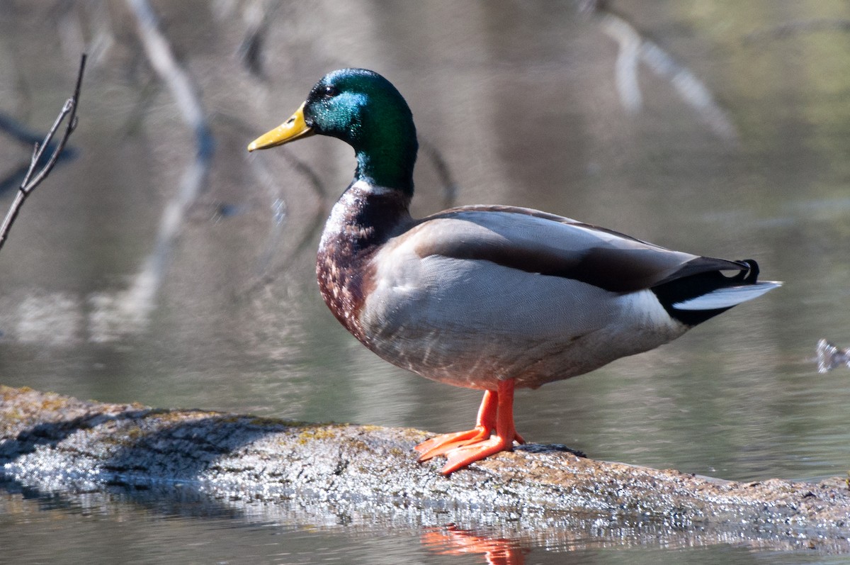 Mallard - Barbara Schulz