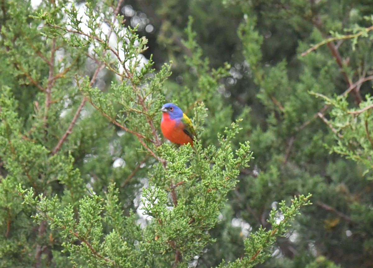 Painted Bunting - ML442290431