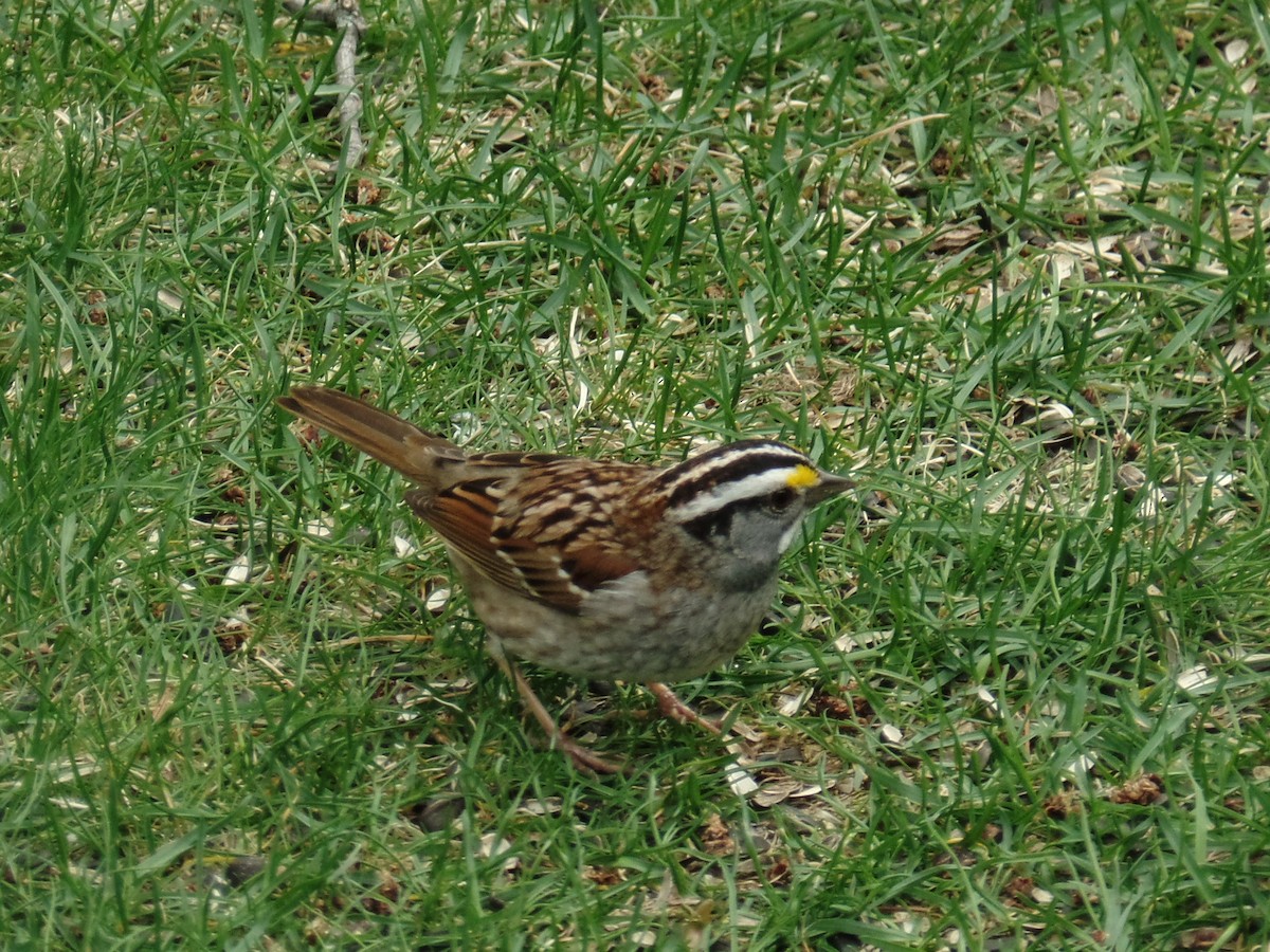 White-throated Sparrow - ML442291371