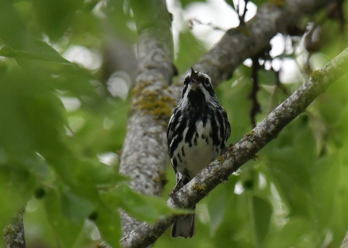 Black-and-white Warbler - ML442291811