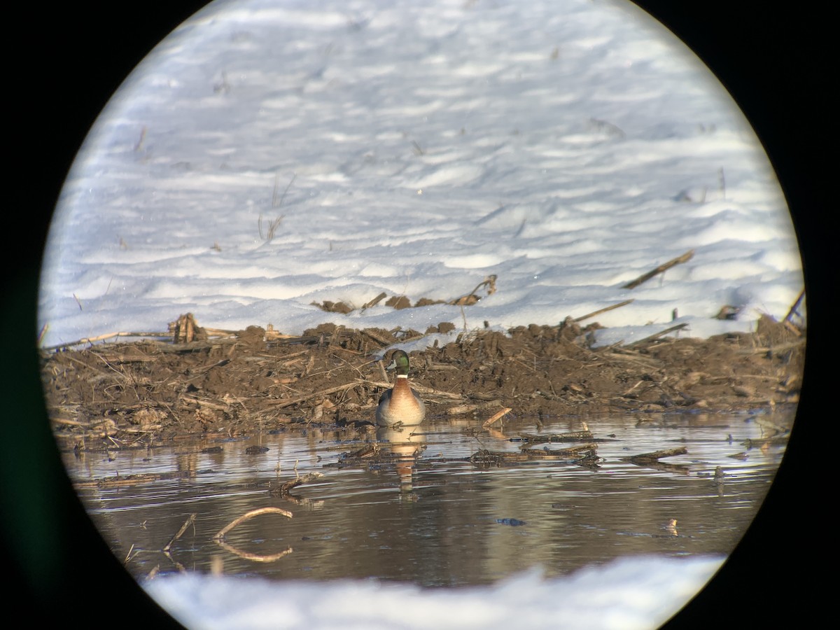 Mallard x Northern Pintail (hybrid) - ML442292331