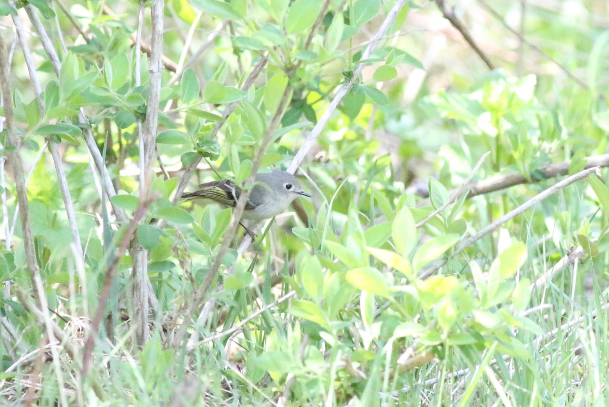 Ruby-crowned Kinglet - Joe Gyekis