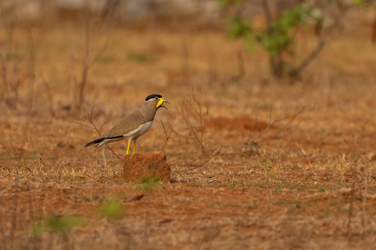 Yellow-wattled Lapwing - ML442294691