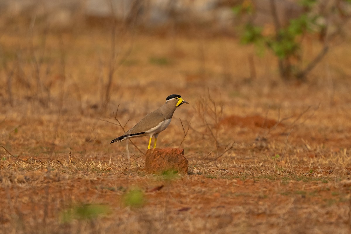 Yellow-wattled Lapwing - ML442294731