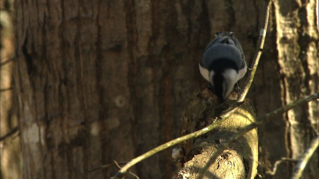 White-breasted Nuthatch - ML442295