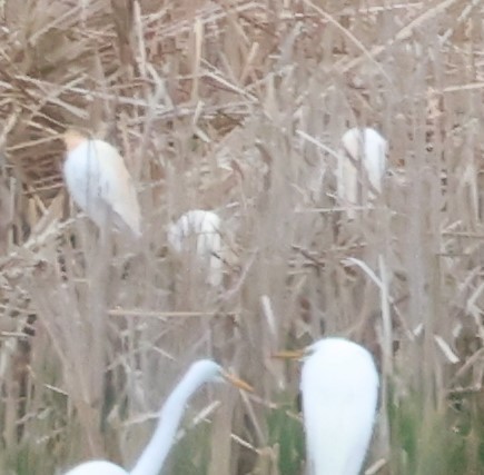 Western Cattle Egret - ML442295161