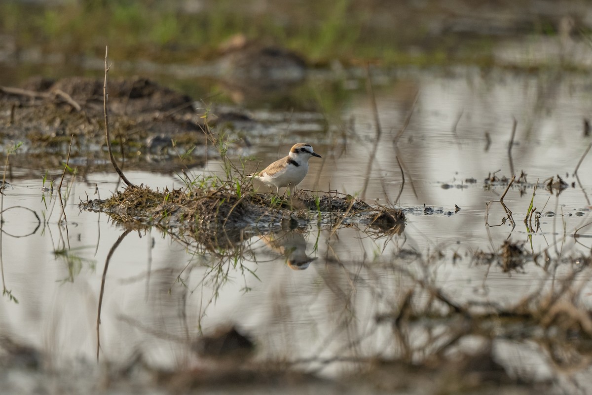 Kentish Plover - Aditya Rao