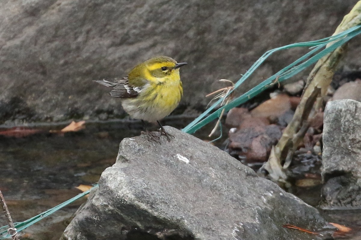 Townsend's Warbler - ML442295531