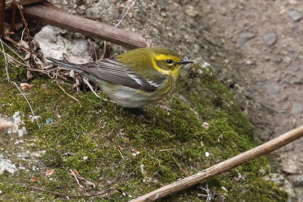 Townsend's Warbler - ML442295541