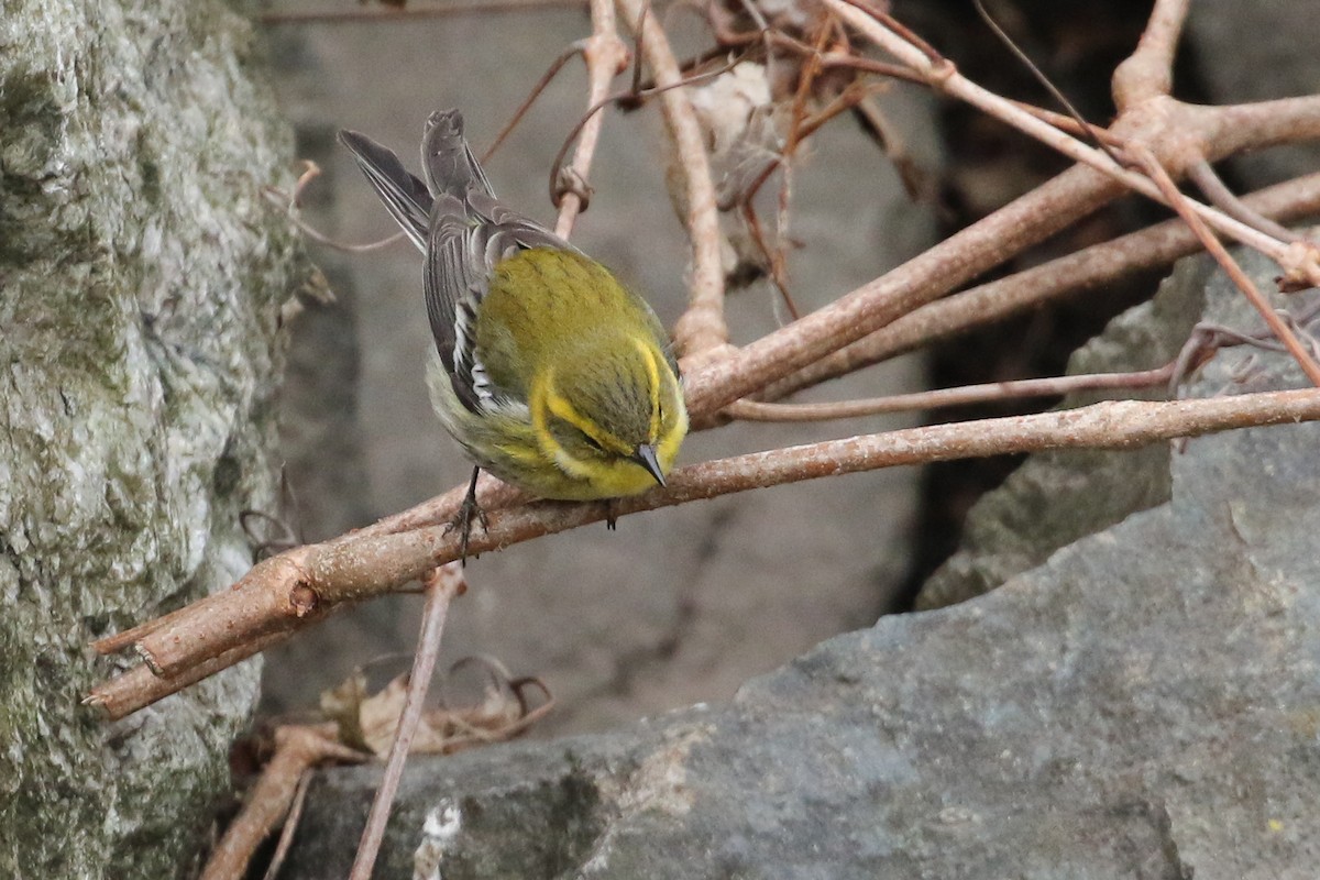 Townsend's Warbler - ML442295551