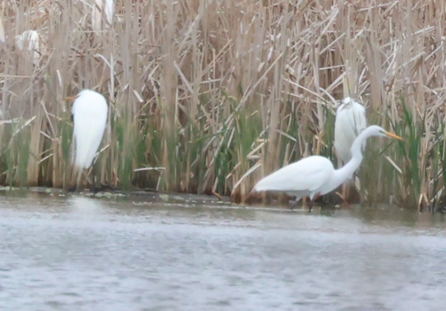 Great Egret - ML442295571