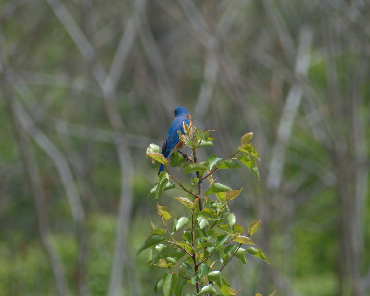 Eastern Bluebird - ML442295811