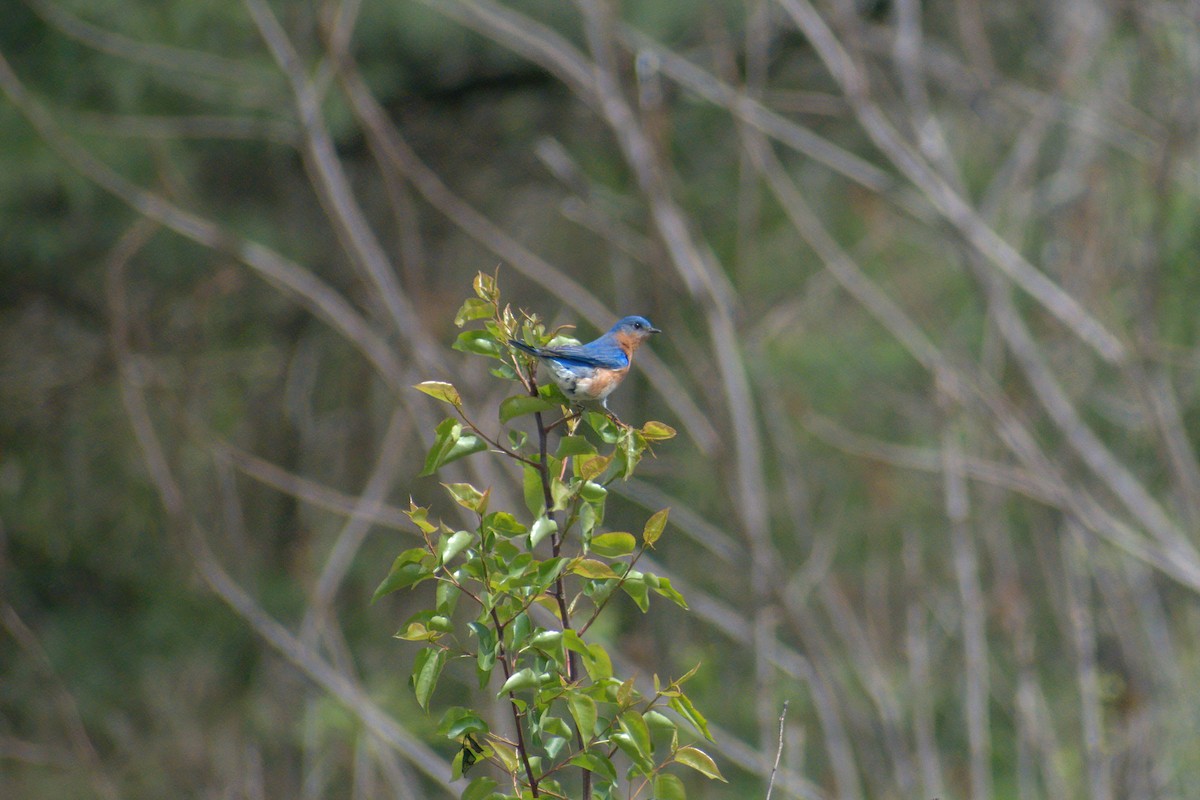 Eastern Bluebird - ML442295821