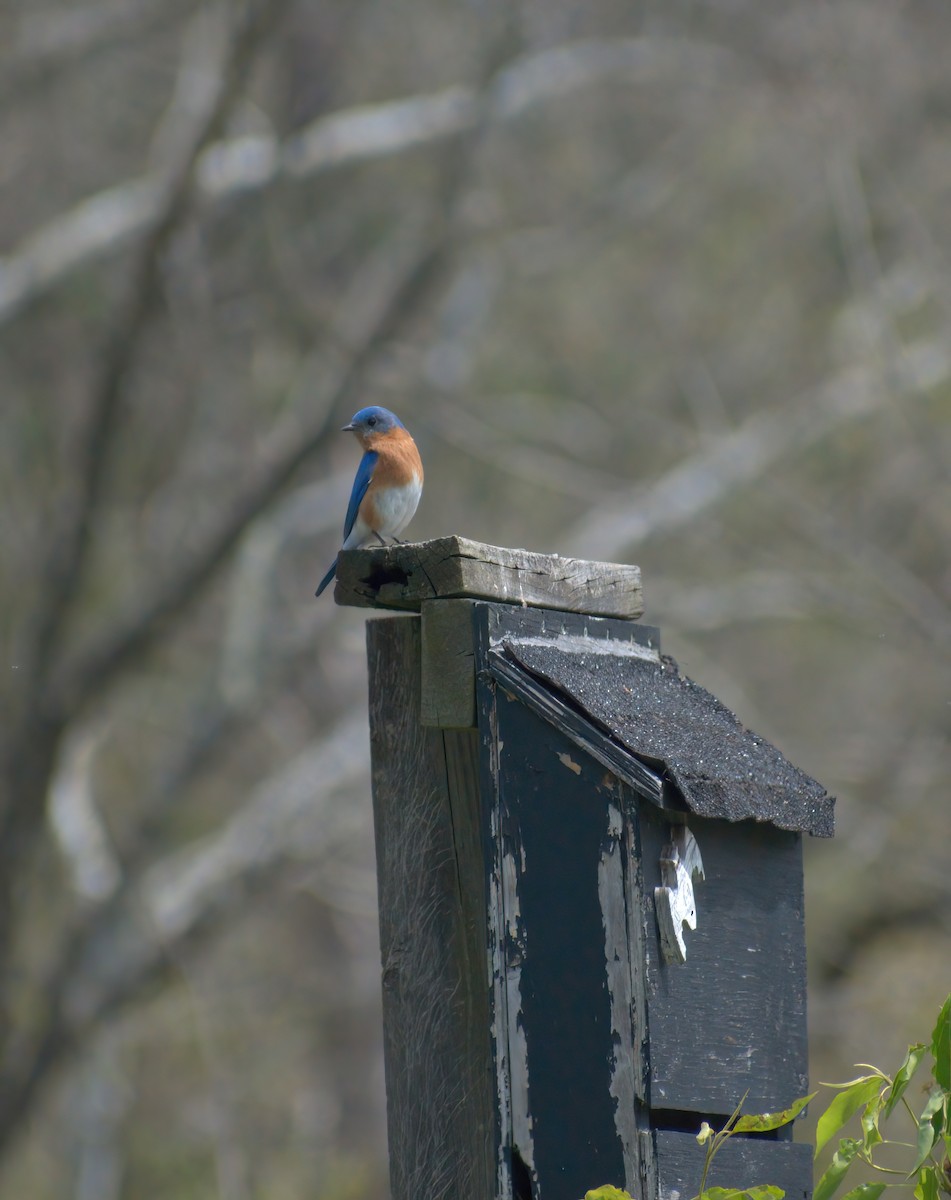 Eastern Bluebird - ML442295831