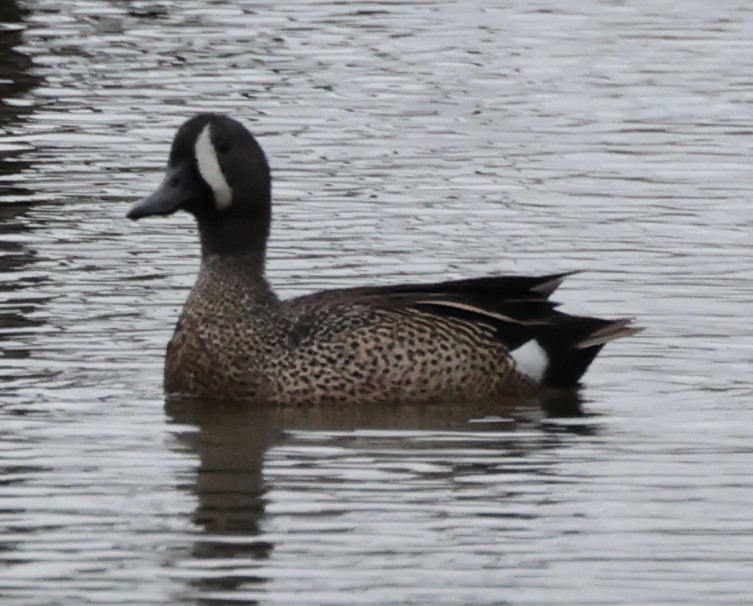 Blue-winged Teal - ML442296151