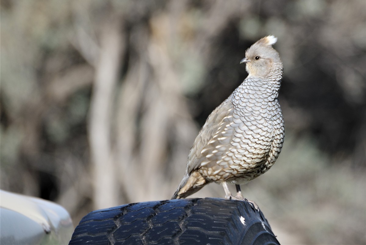 Scaled Quail - Brenda Wright