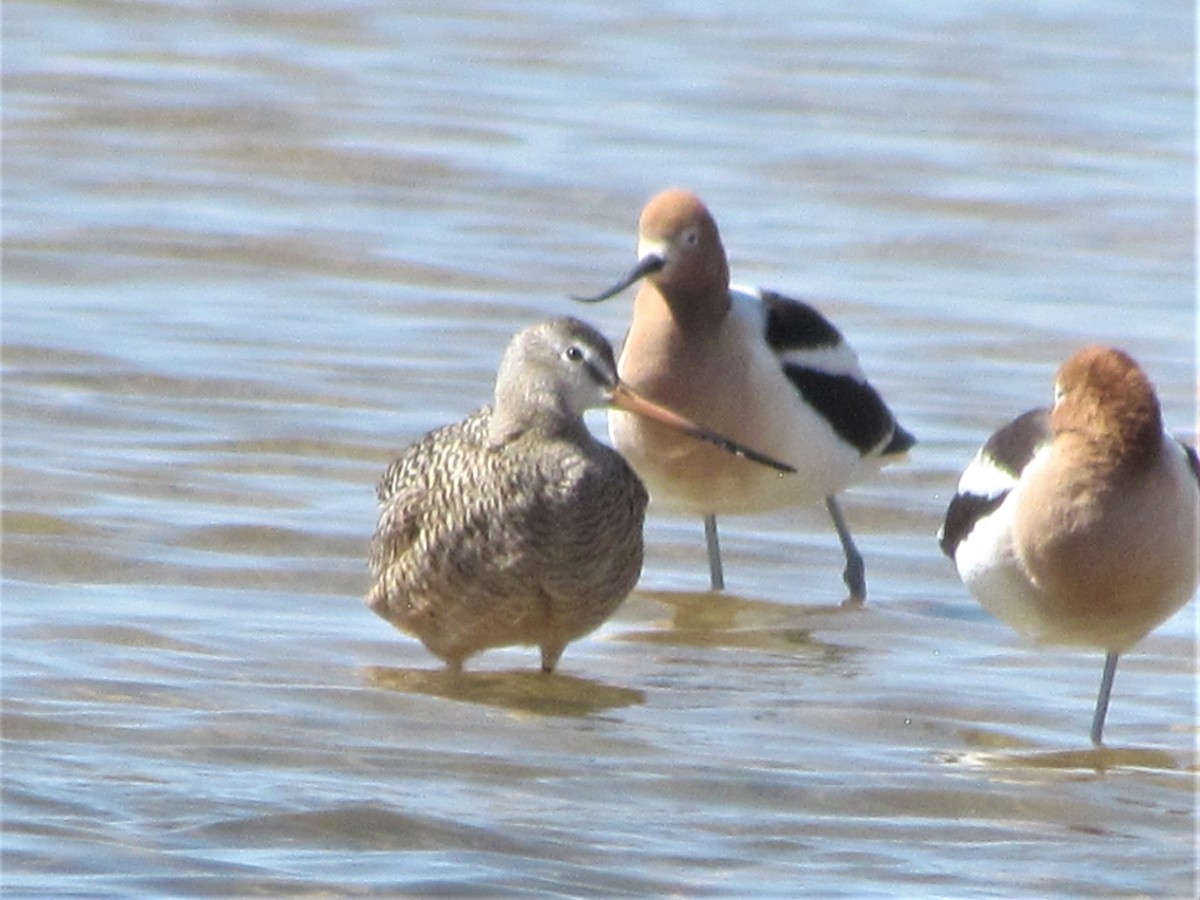 Marbled Godwit - ML442297491