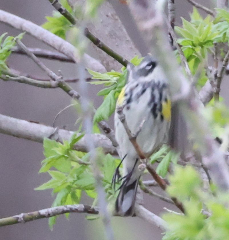 Yellow-rumped Warbler (Myrtle) - ML442298001