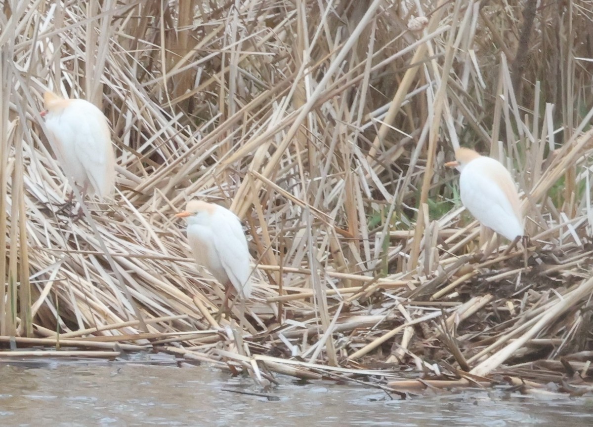 Египетская цапля (ibis) - ML442298321