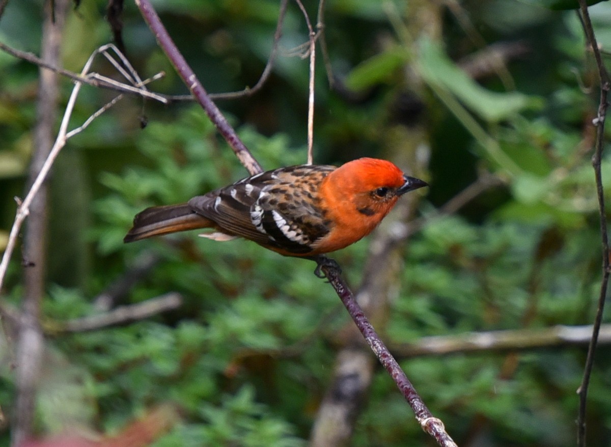 Flame-colored Tanager - ML442298821