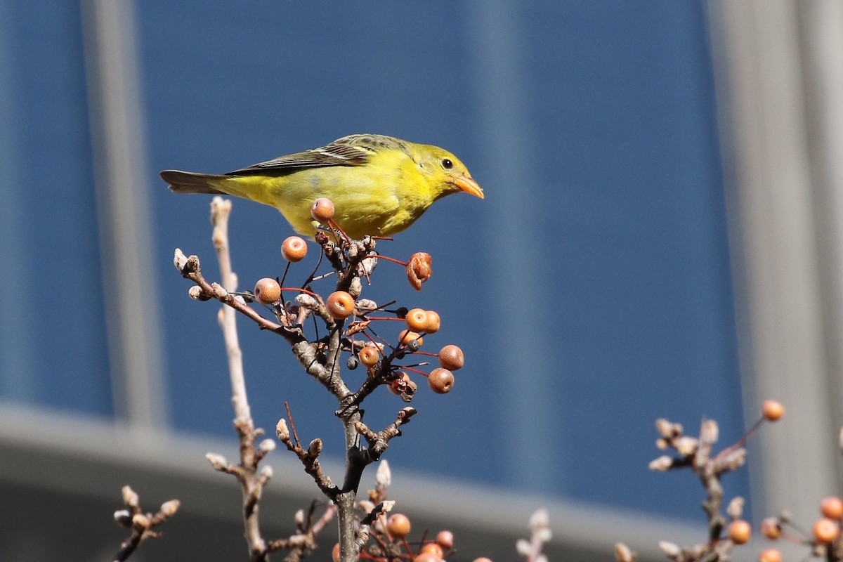 Western Tanager - ML442298911