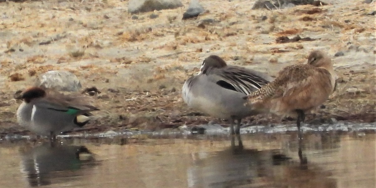 Marbled Godwit - ML442299541