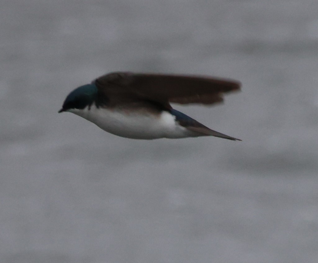 Tree Swallow - ML442300091