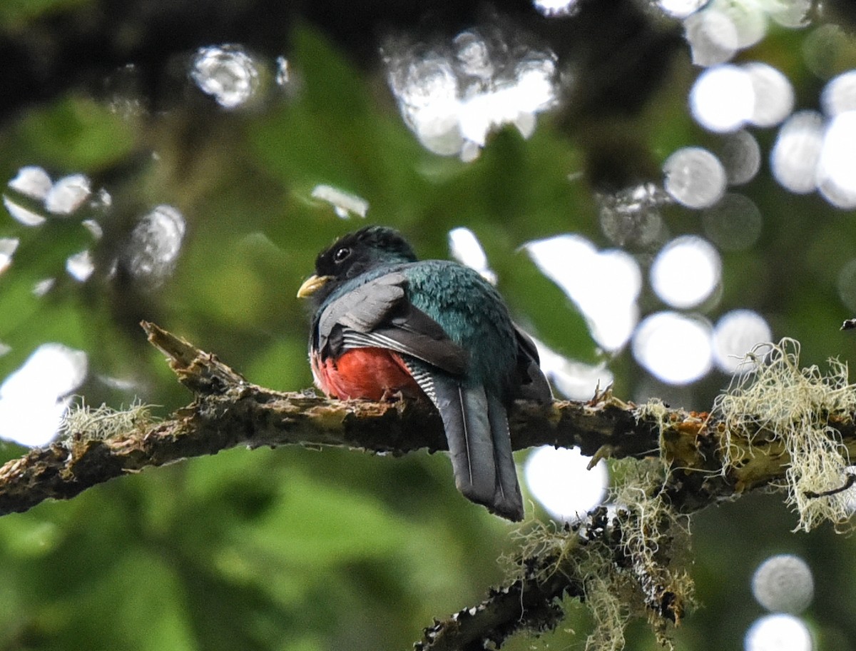 Collared Trogon (Orange-bellied) - ML442300331