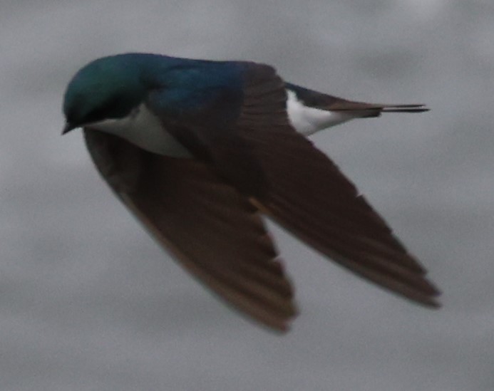 Tree Swallow - ML442300951