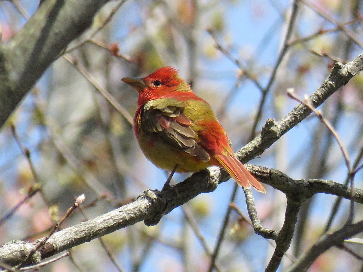 Summer Tanager - Janice Farral