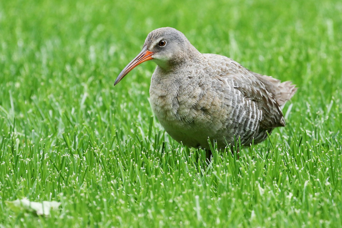 Clapper Rail (Atlantic Coast) - ML442301361