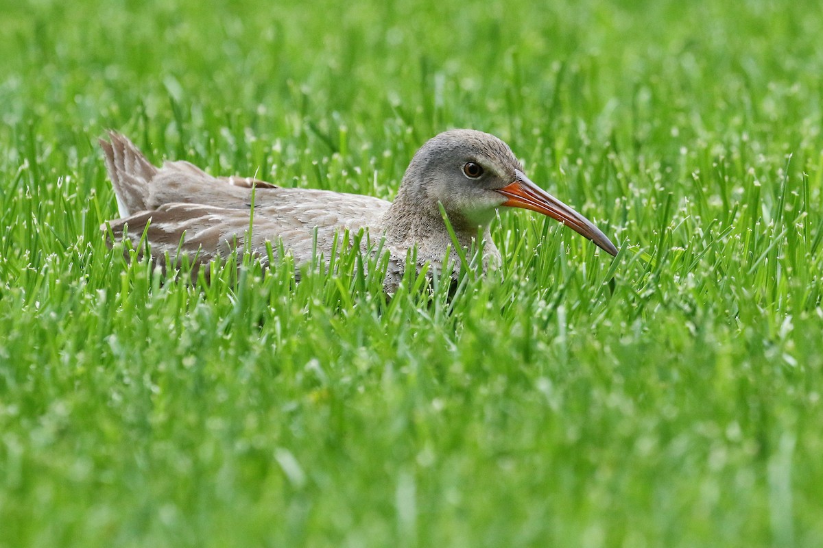 Clapper Rail (Atlantic Coast) - ML442301381