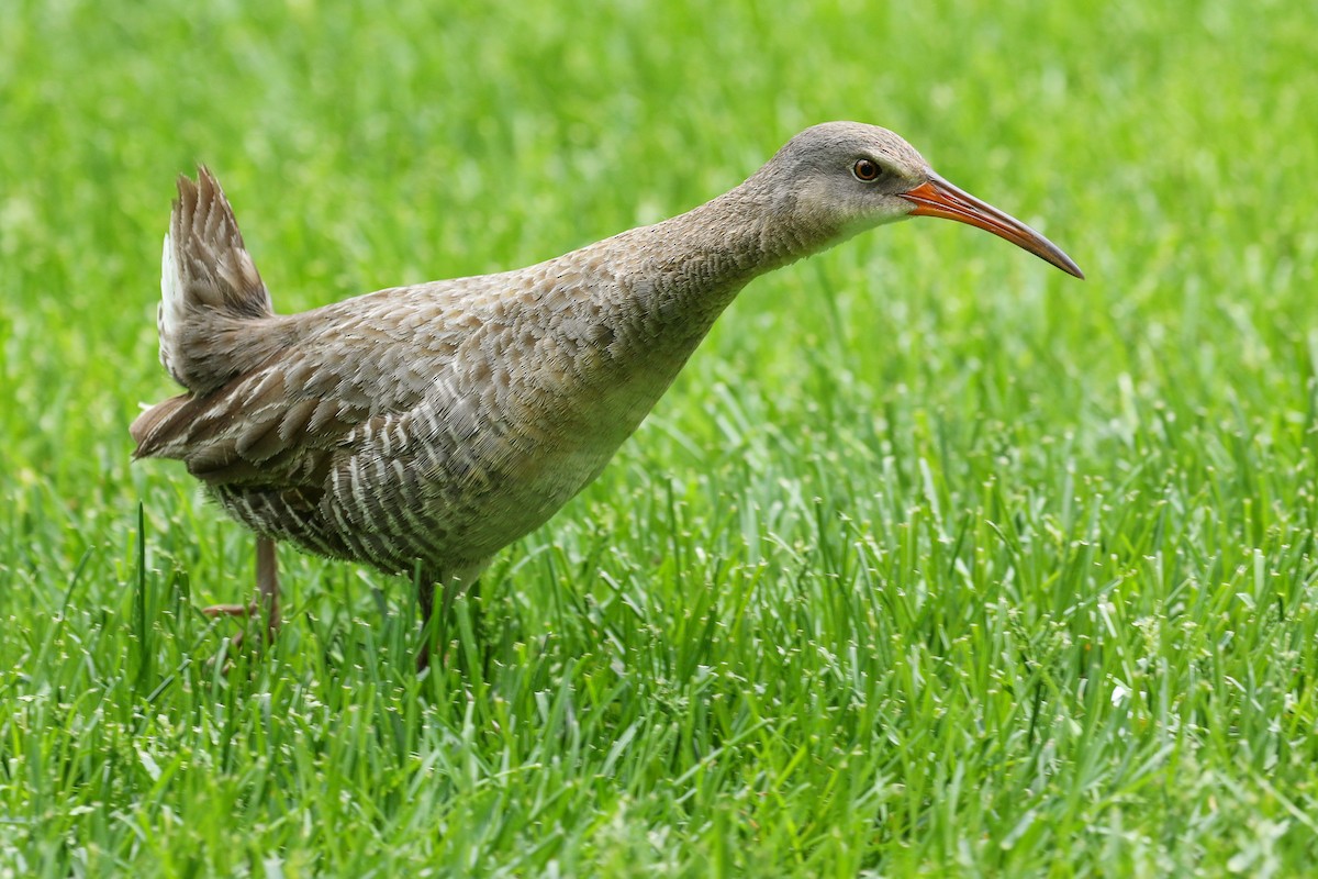 Clapper Rail (Atlantic Coast) - ML442301391