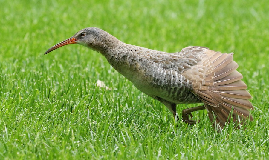 Clapper Rail (Atlantic Coast) - eBird