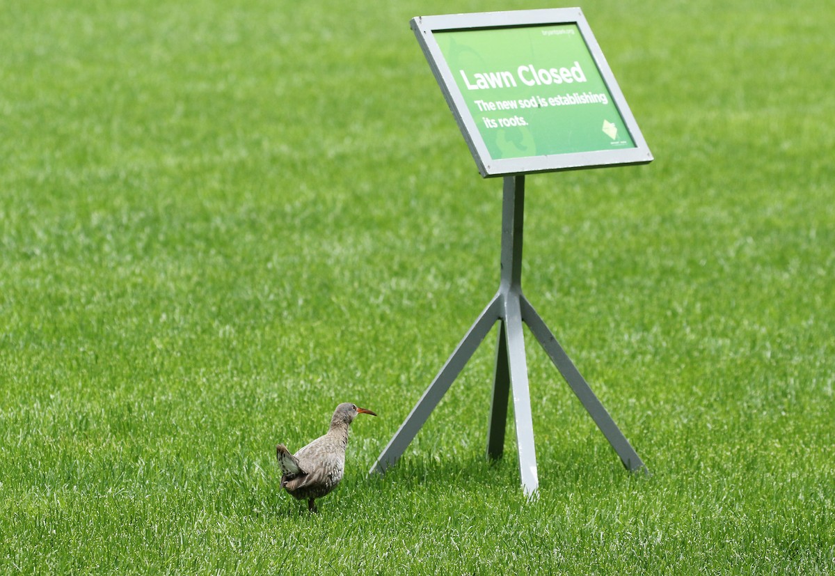 Clapper Rail (Atlantic Coast) - ML442301431