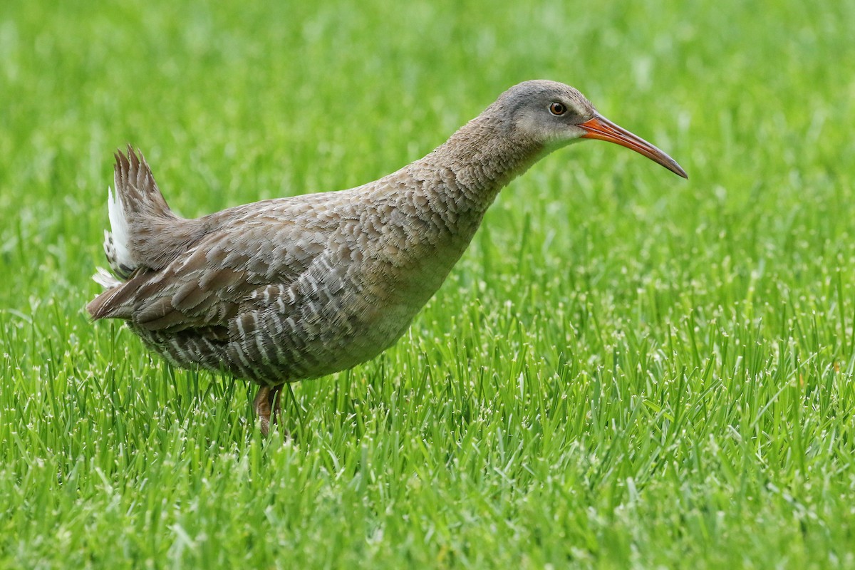 chřástal atlantický (ssp. crepitans/waynei) - ML442301441