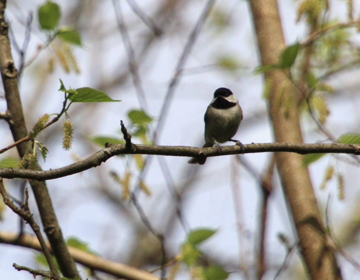 Carolina Chickadee - Carole Swann