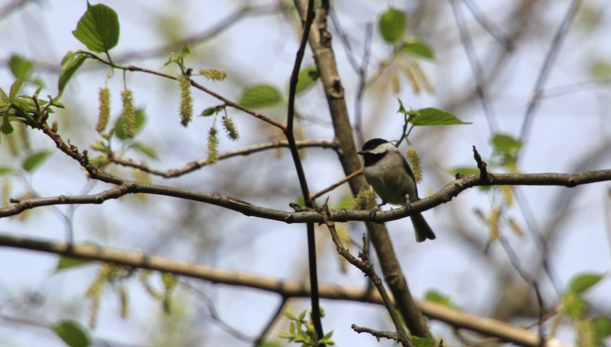 Carolina Chickadee - ML442303311