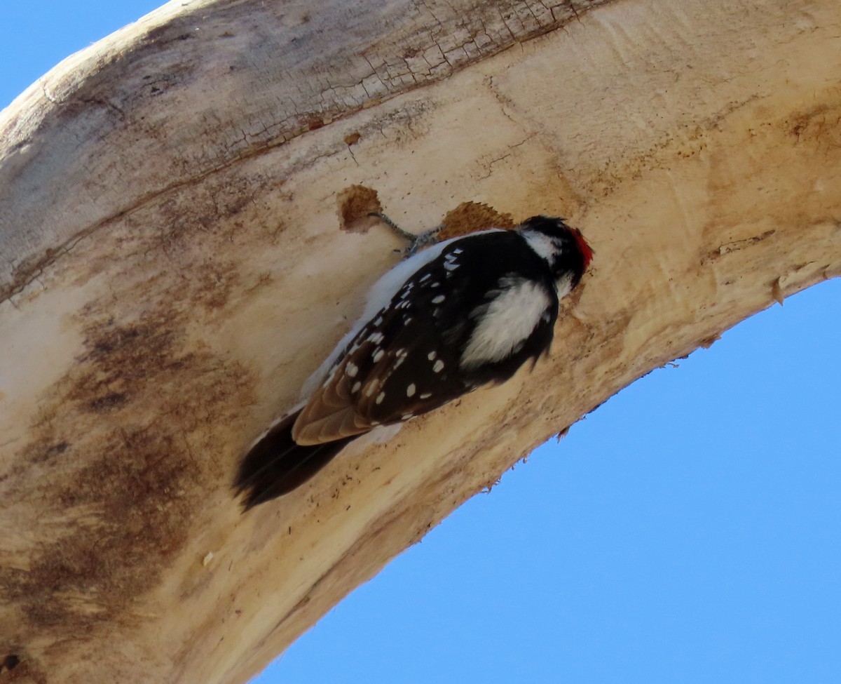 Downy Woodpecker - ML442306691