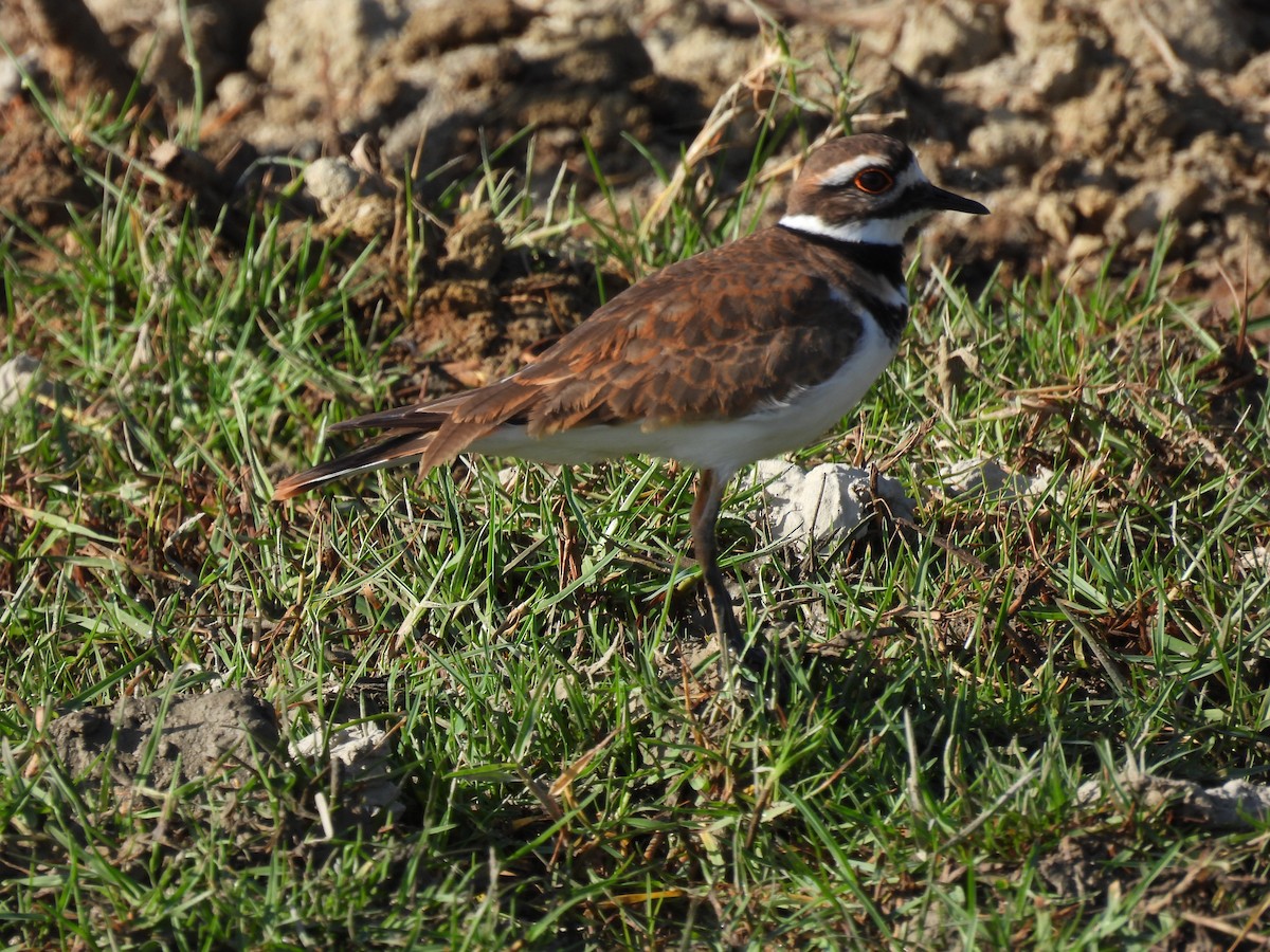 Killdeer - ML442308001