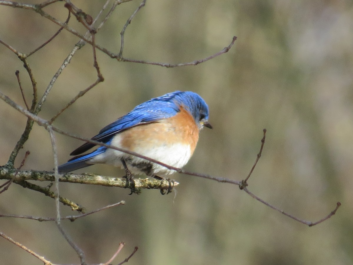 Eastern Bluebird - ML442309841