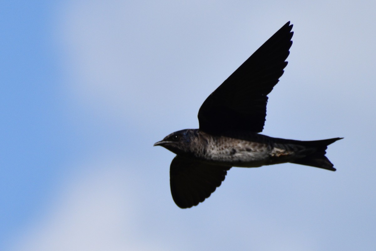 Purple Martin - ML442312391