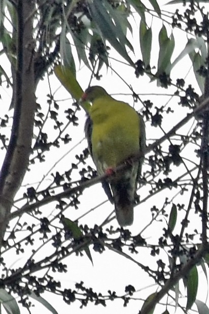 African Green-Pigeon - ML442312561