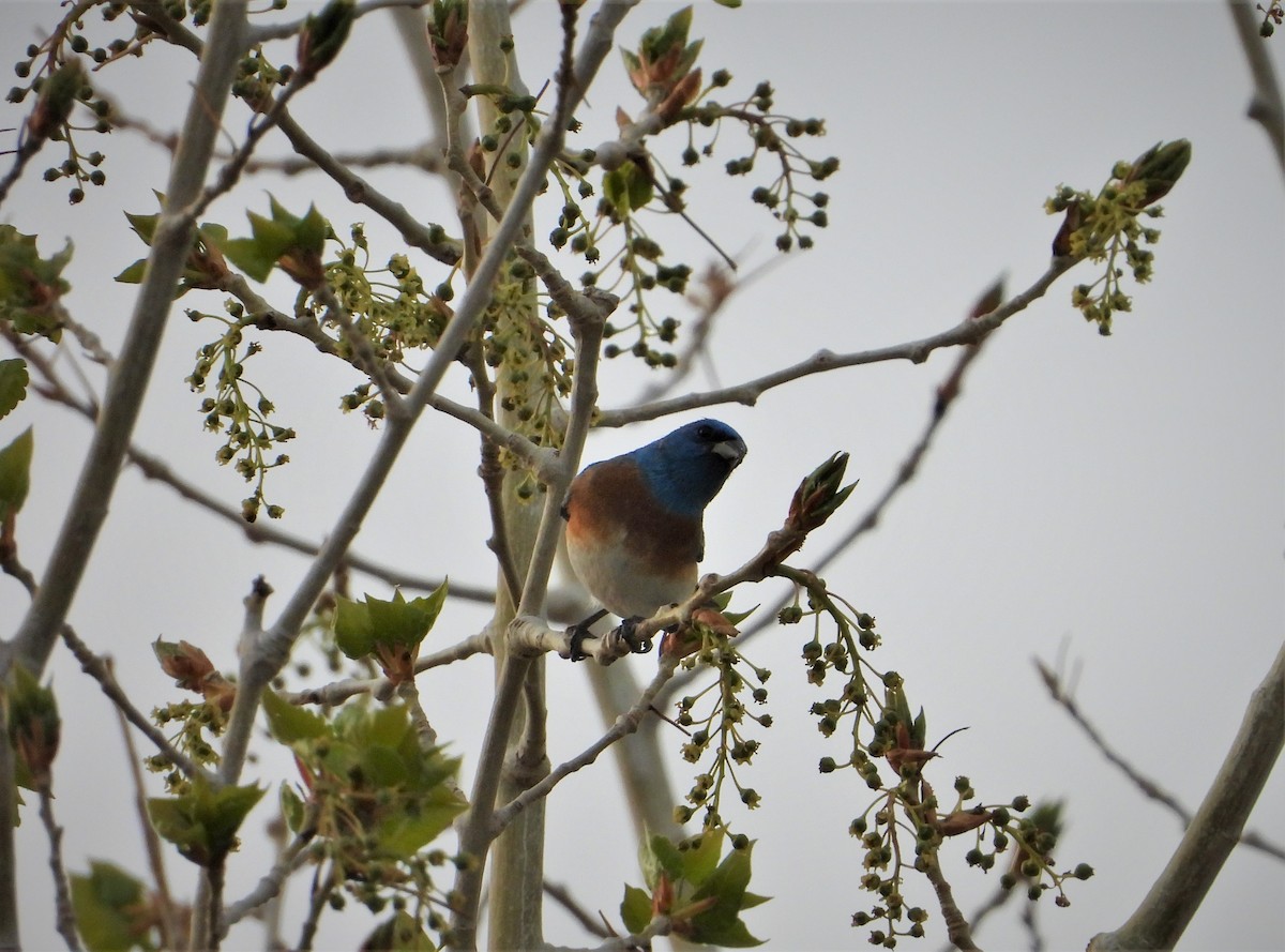 Lazuli Bunting - ML442315111
