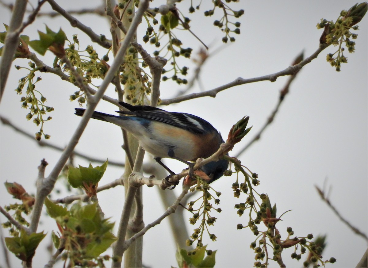 Lazuli Bunting - ML442315251