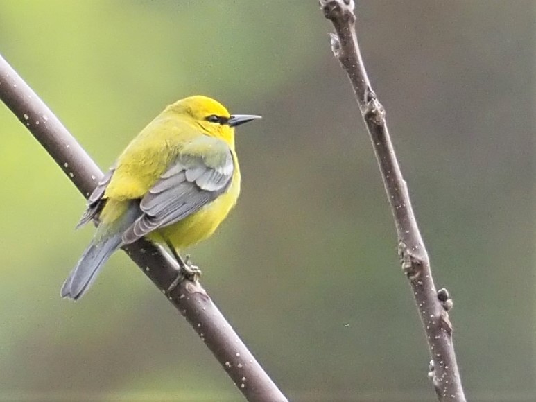 Blue-winged Warbler - ML442317801