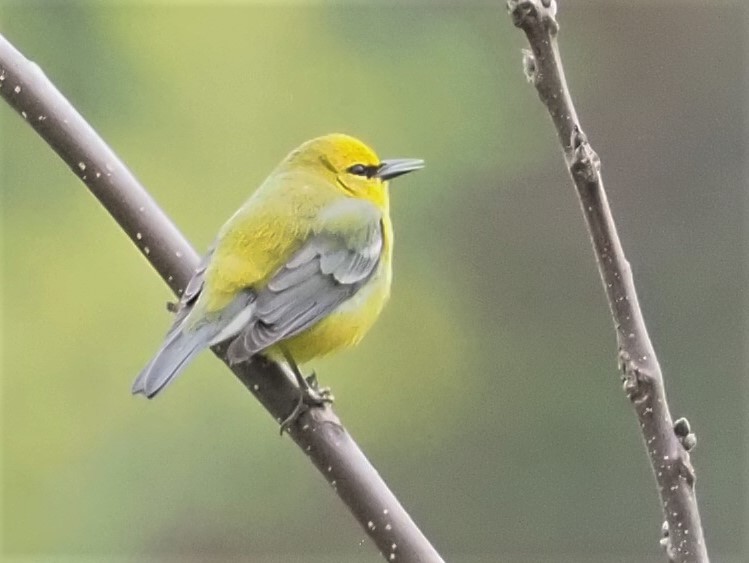 Blue-winged Warbler - ML442317811