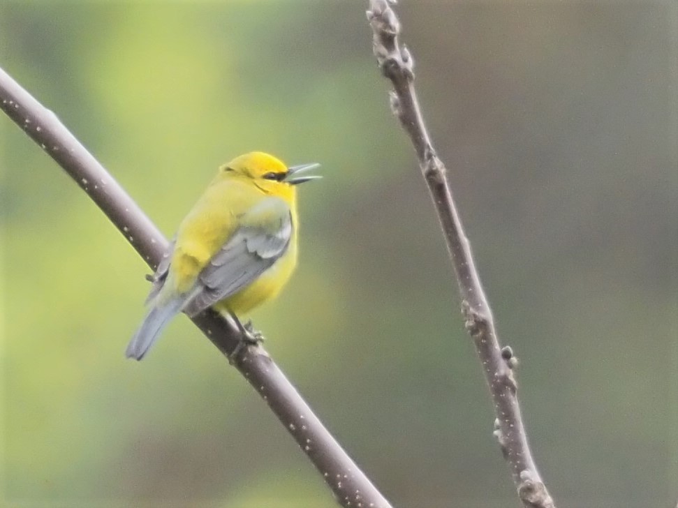 Blue-winged Warbler - ML442317821